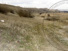 Crocus-reticulatus_Кубань_стация